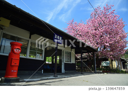 ピンクの桜が咲くわたらせ渓谷鉄道足尾駅前 ピンクの桜が咲くわたらせ渓谷鉄道足尾駅前 139647859