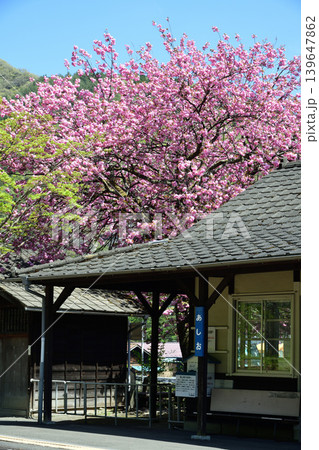 ピンクの桜が咲くわたらせ渓谷鉄道足尾駅 139647862