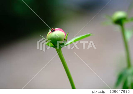 てんとう虫と芍薬 139647956