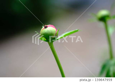 てんとう虫と芍薬 てんとう虫と芍薬 139647959