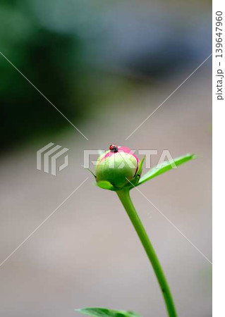 てんとう虫と芍薬 139647960