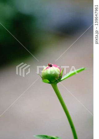 てんとう虫と芍薬 139647961