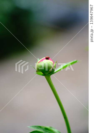 てんとう虫と芍薬 139647967