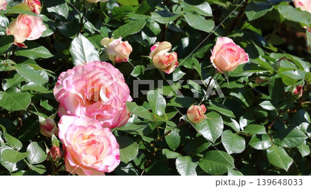 淡いクリーム色とピンクが重なるバラの花々 淡いクリーム色とピンクが重なるバラの花々 139648033