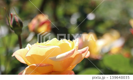 柔らかな黄色とオレンジが重なるバラの花 柔らかな黄色とオレンジが重なるバラの花 139648035