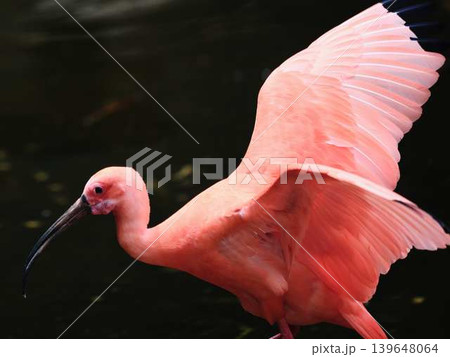 鮮やかな赤いショウジョウトキがいる水辺の風景 139648064