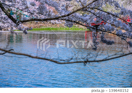 【臥竜公園】池に舞い散った桜の花びら【竜ヶ池】 139648152