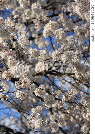 桜並木【横河川】 139648159