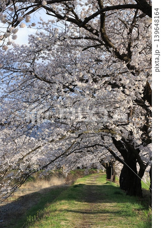 桜並木【横河川】 139648164
