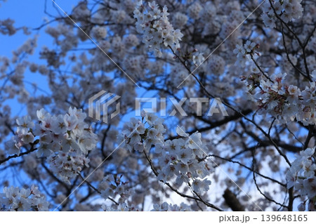 桜並木【横河川】 139648165