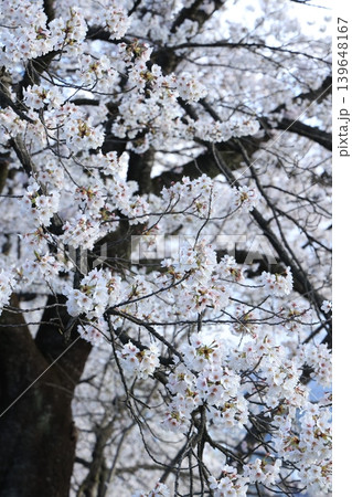 桜並木【横河川】 139648167