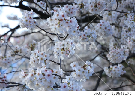 桜並木【横河川】 139648170
