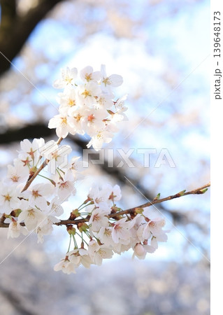 桜並木【横河川】 139648173