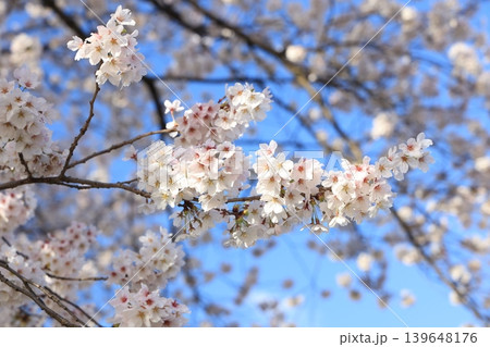 桜並木【横河川】 139648176
