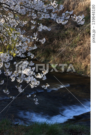 桜並木【横河川】 139648180