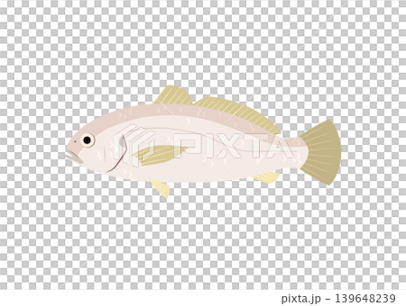 黃花魚插圖 黃花魚插圖 139648239