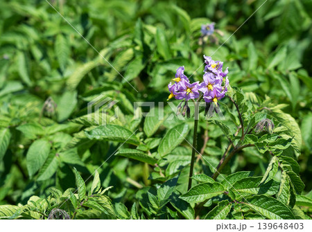 畑に咲くジャガイモの花 紫色の花びらと黄色の雄しべ 農業・自然イメージ 139648403