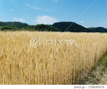 黄金色に輝く麦畑と青空 山並みの見える田舎の風景 農業イメージ 収穫期 黄金色に輝く麦畑と青空 山並みの見える田舎の風景 農業イメージ 収穫期 139648419