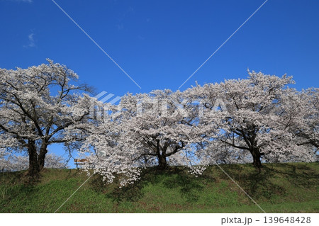 桜並木【横河川】 139648428