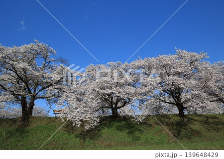 桜並木【横河川】 139648429