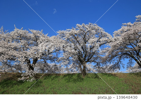 桜並木【横河川】 139648430