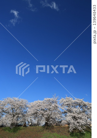 桜並木【横河川】 139648433