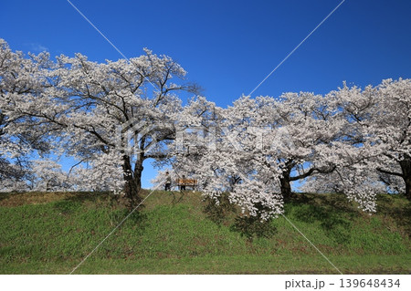 桜並木【横河川】 139648434