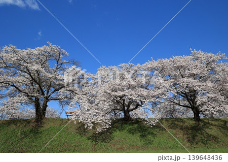 桜並木【横河川】 139648436