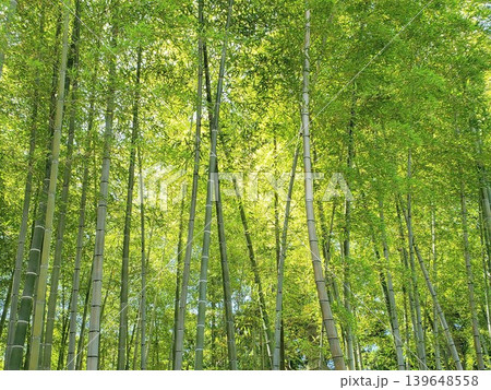 新緑の爽やかな竹林と木漏れ日 和風自然風景 新緑の爽やかな竹林と木漏れ日 和風自然風景 139648558