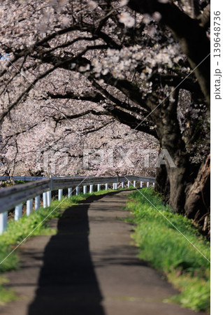 桜並木【横河川】 139648736