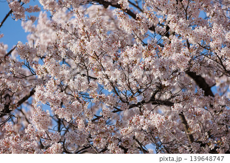 桜並木【横河川】 139648747