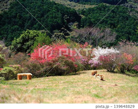 日本庭園のツツジ つつじ 日本庭園のツツジ つつじ 139648829