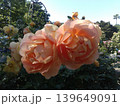 横浜　港の見える丘公園　イングリッシュローズガーデン 139649091