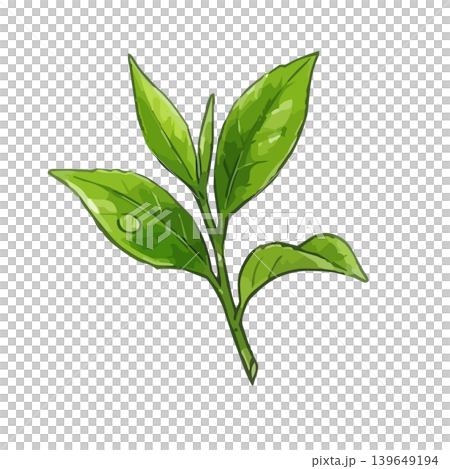 抹茶的誘人插圖 抹茶的誘人插圖 139649194