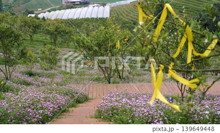 Orange tree orchard on a farm with a winding dirt path and colorful flowering plants blooming in the background. Rural nature concept Orange tree orchard on a farm with a winding dirt path and colorful flowering plants blooming in the background. Rural nature concept 139649448