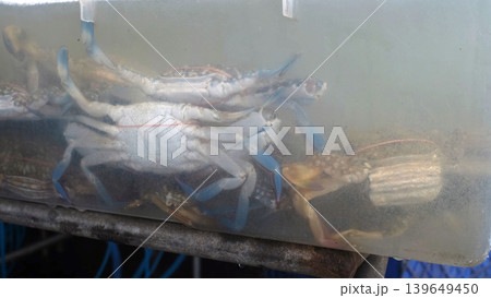 Live blue crabs packed tightly in a container at an Asian seafood market stall under dim light. Seafood trade concept Live blue crabs packed tightly in a container at an Asian seafood market stall under dim light. Seafood trade concept 139649450
