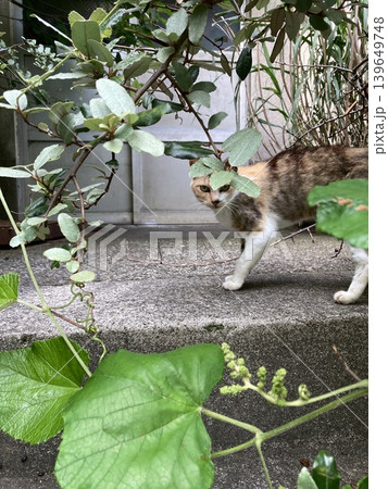 葉陰から見つめる猫 離島の路地 葉陰から見つめる猫 離島の路地 139649748