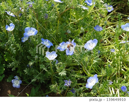 ネモフィラと蜜蜂 ネモフィラと蜜蜂 139649910