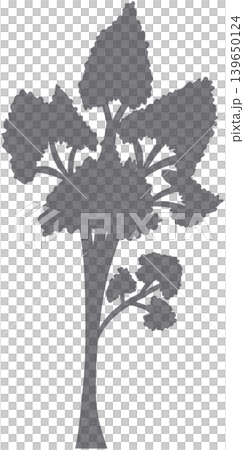 grey plant shadow grey plant shadow 139650124