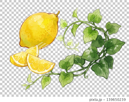 シズル感のあるレモン・蔦のイラスト 139650239