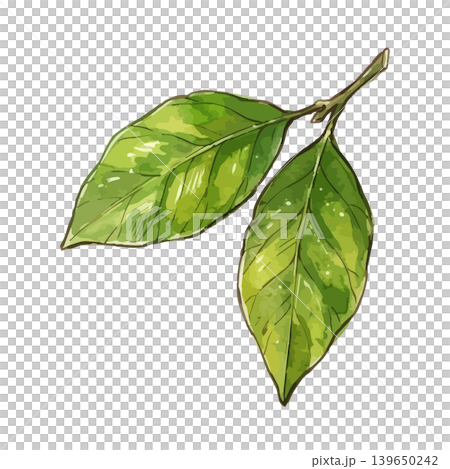 A mouthwatering illustration of a lemon A mouthwatering illustration of a lemon 139650242
