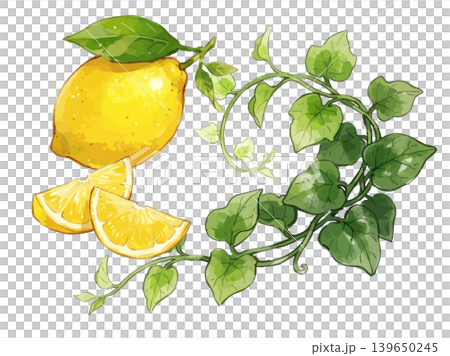 A mouthwatering illustration of lemons and ivy. A mouthwatering illustration of lemons and ivy. 139650245