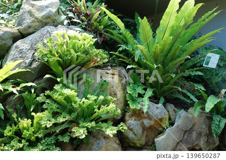 シダ植物中心の植栽 シダ植物中心の植栽 139650287