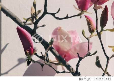 Beautiful pink Magnolia soulangeana blossoms against white wall with elegant shadows in sunlight Beautiful pink Magnolia soulangeana blossoms against white wall with elegant shadows in sunlight 139650331