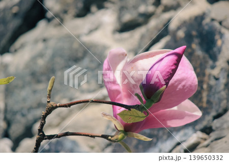 Beautiful pink Magnolia soulangeana blossoms opening in soft natural sunlight on a blurred background 139650332