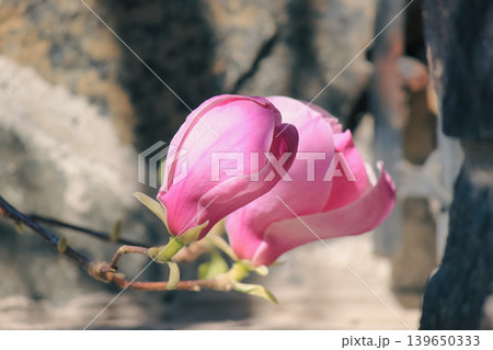 Beautiful pink Magnolia soulangeana blossoms opening in soft natural sunlight on a blurred background 139650333