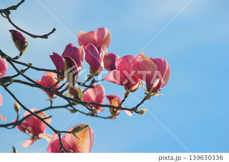 Bright pink Magnolia soulangeana blossoms on a branch against a clear blue sky in vibrant sunlight Bright pink Magnolia soulangeana blossoms on a branch against a clear blue sky in vibrant sunlight 139650336