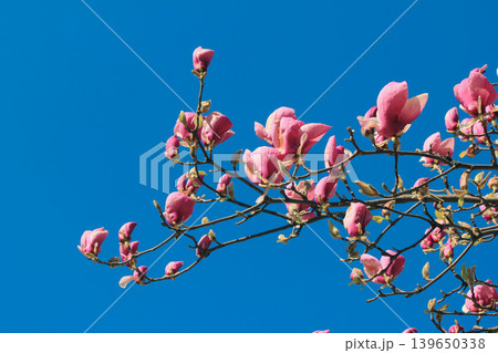 Bright pink Magnolia soulangeana blossoms on a branch against a clear blue sky in vibrant sunlight 139650338