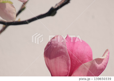 Elegant pink Magnolia soulangeana flower against a neutral white background with minimalist branches 139650339