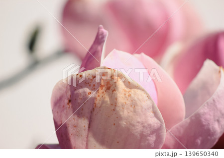 Extreme macro of soft pink Magnolia soulangeana petals with delicate texture and bright airy light 139650340